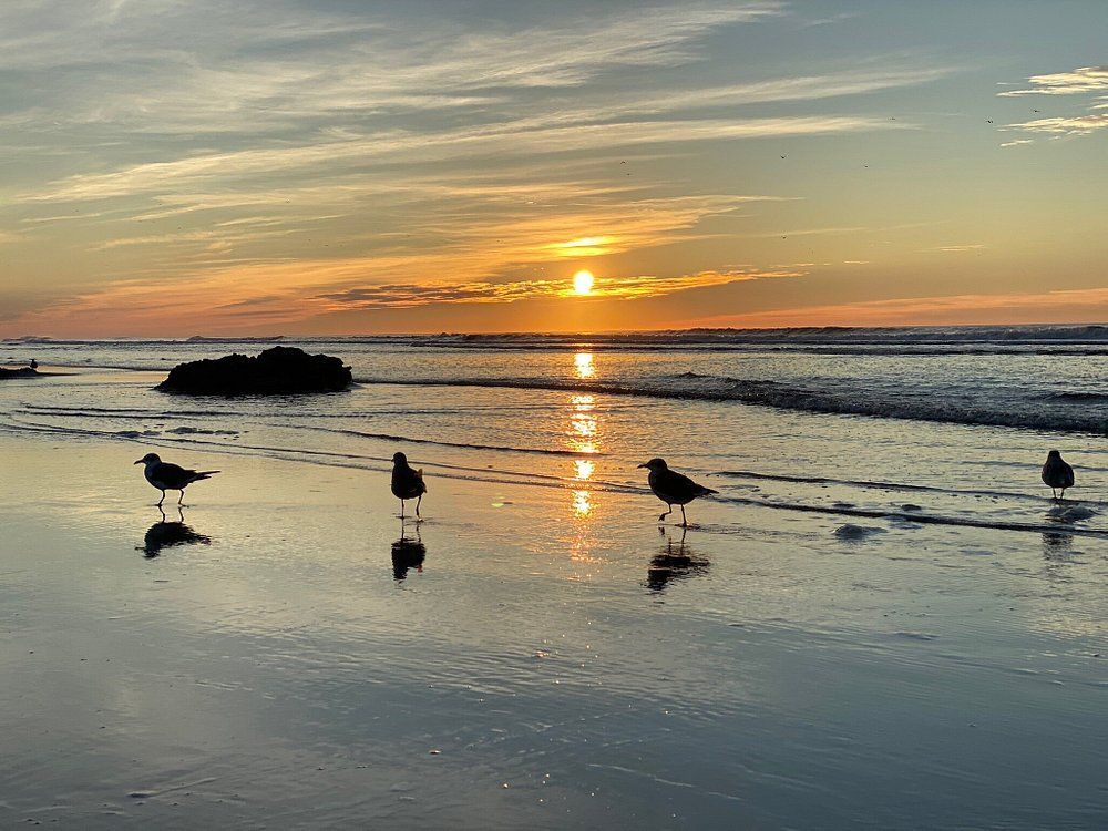 A group of seagulls standing on a beach at sunset.