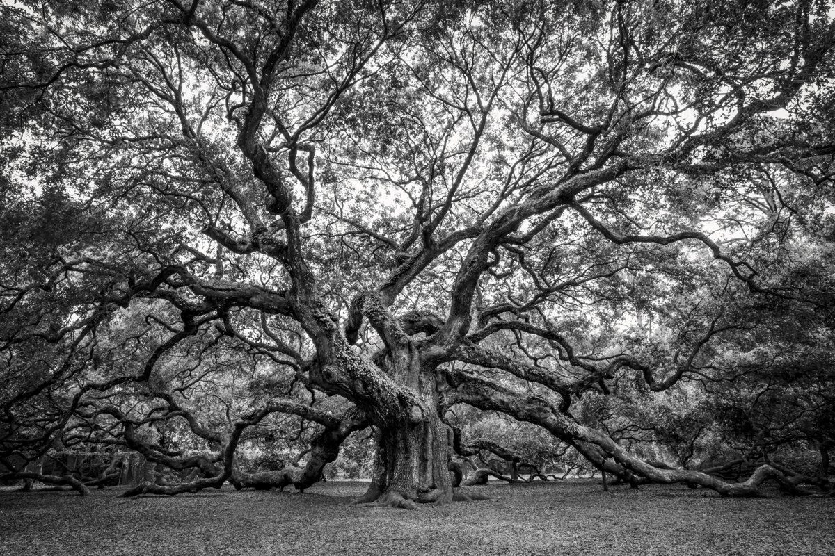 angel oak