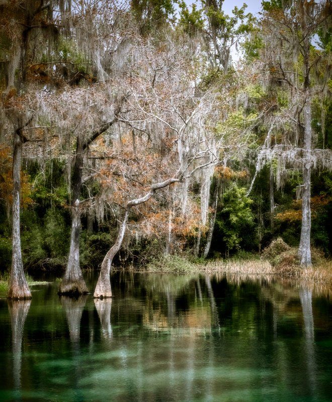 trees along the rainbow river