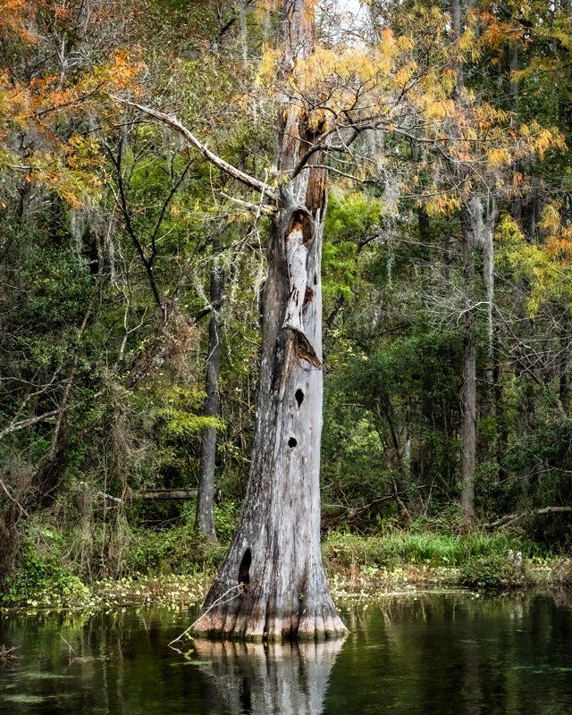 trees along rainbow river