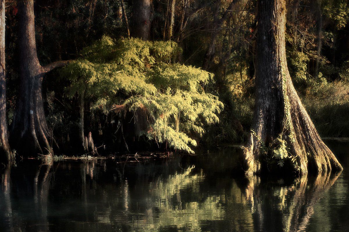 trees along rainbow river