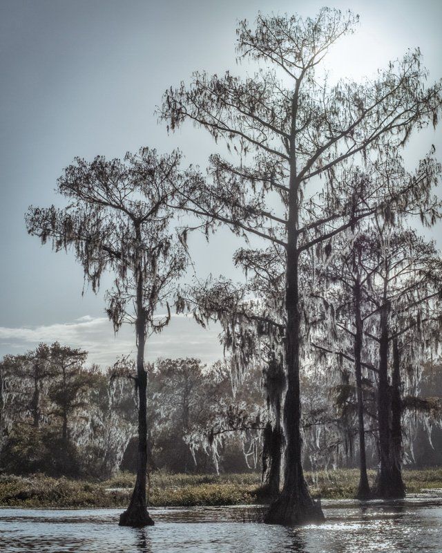 trees along rainbow river