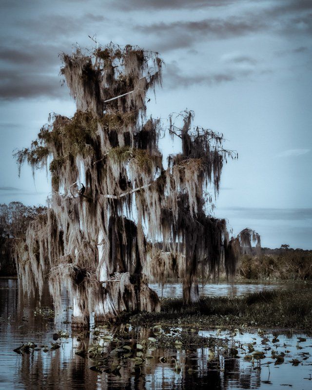 trees along rainbow river