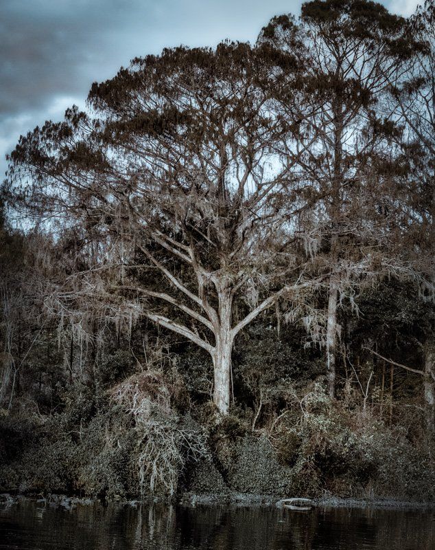 trees along the rainbow river