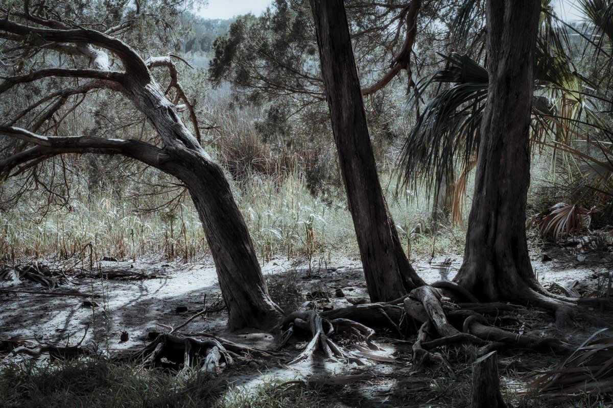 palms & cedars west coast florida