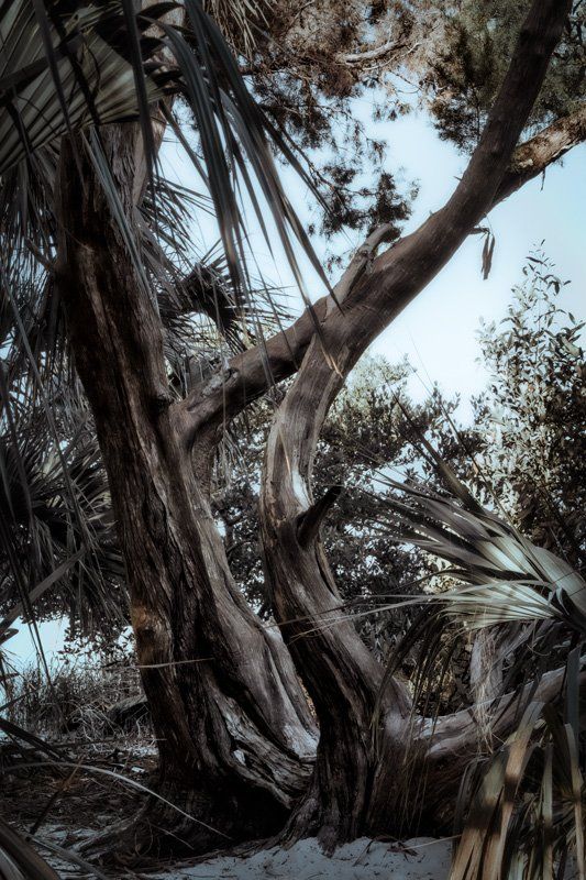 palms & cedars west coast florida