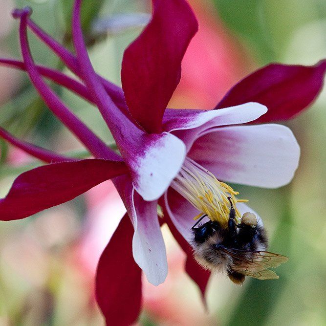Honey Bee & Columbine