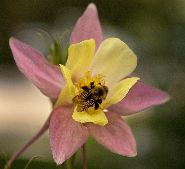 Honey Bee & Wild Columbine