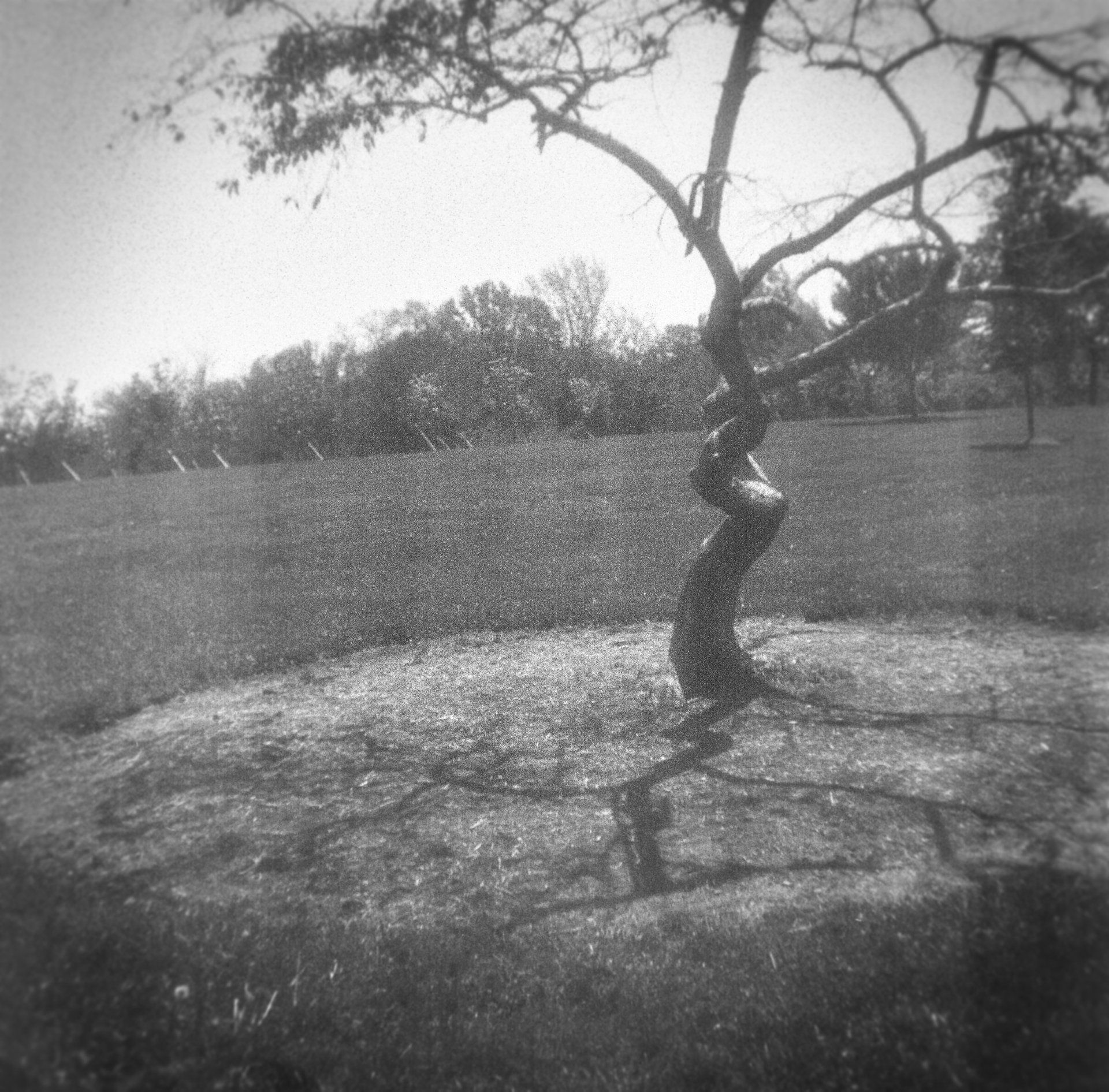 spiral tree and canopy
