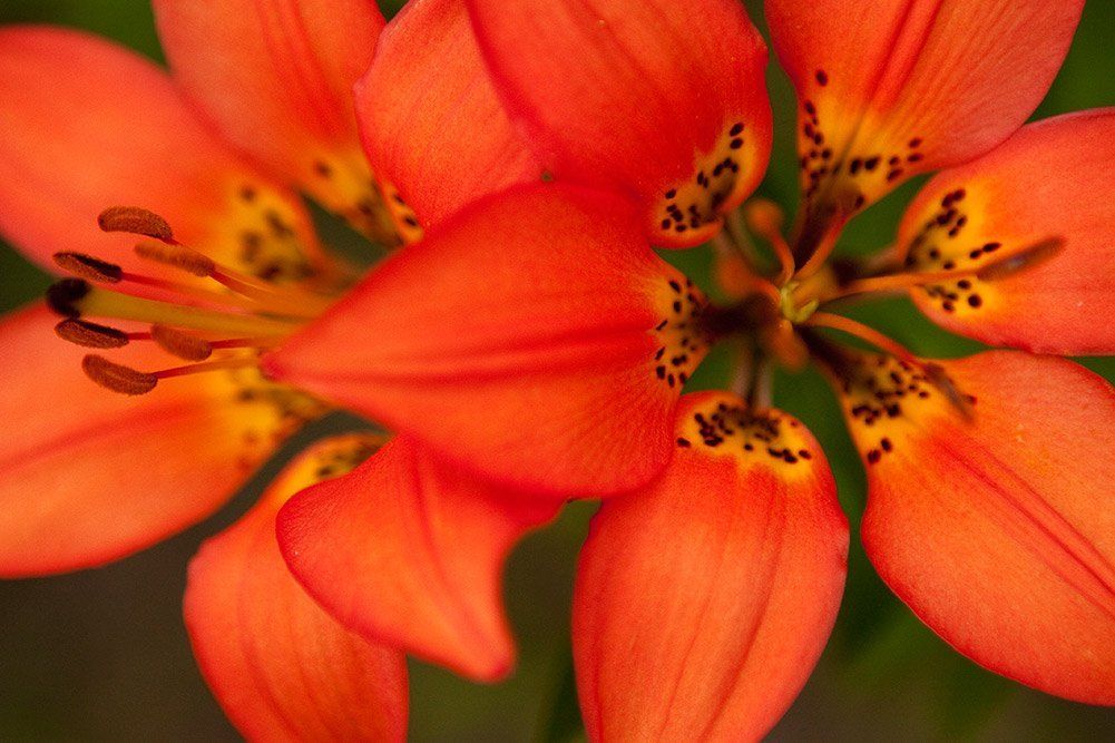 Western Wood Lillies -Alberta