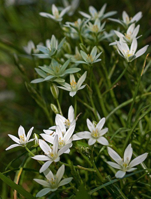 Star of Bethleham wildflower