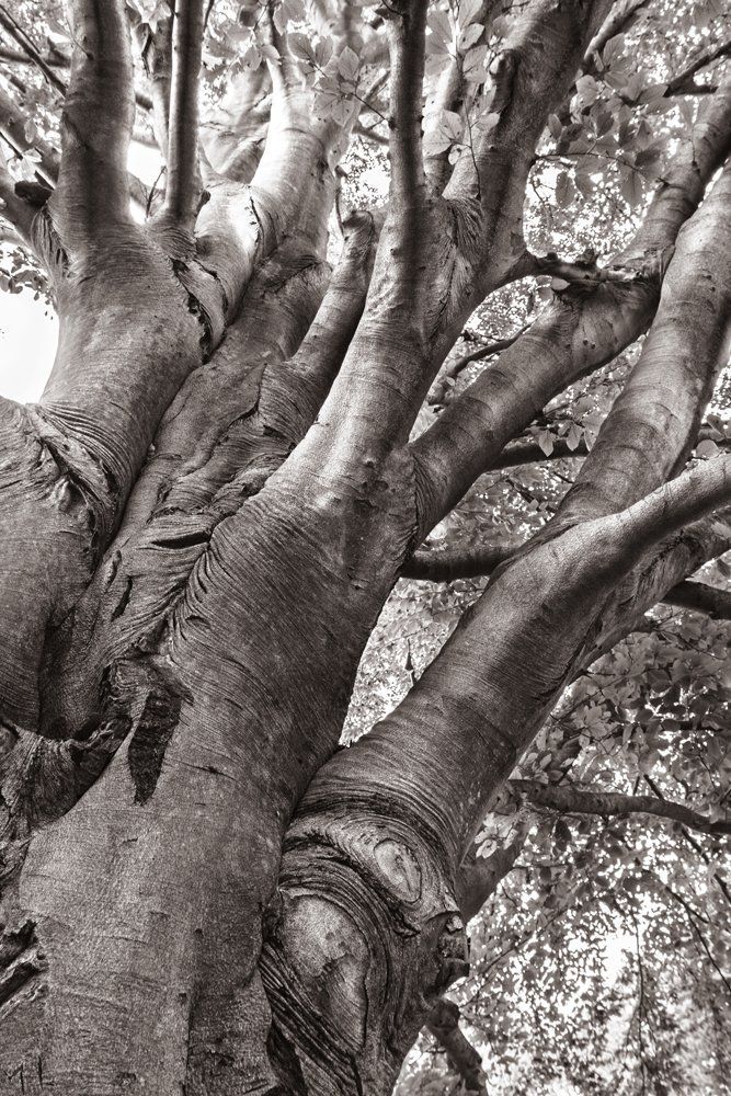 looking up tree bark