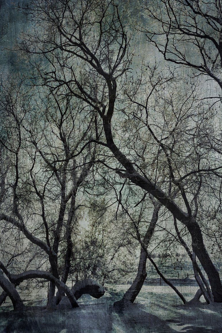 Winter Morning at Terrie's