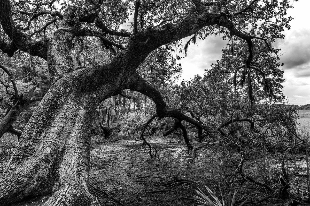 wormsloe tree mud georgia