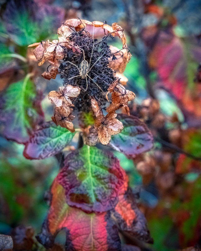 hydrangea and spider