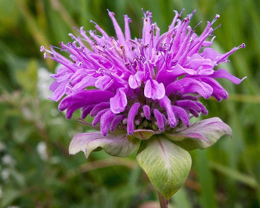 Wild Bergamont - Bee Balm