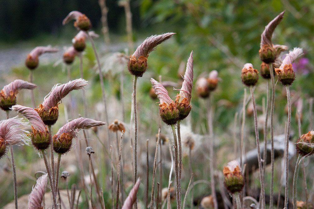 Dryad Patch Ready to Bloom -Waterton National Park Canada