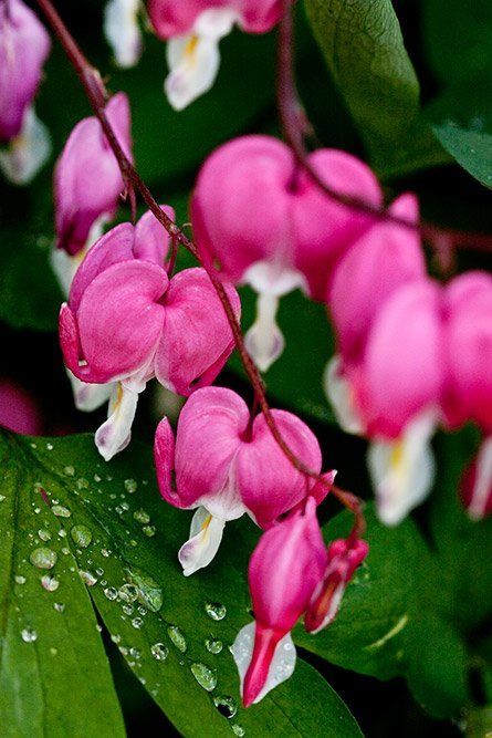 Bleeding Hearts