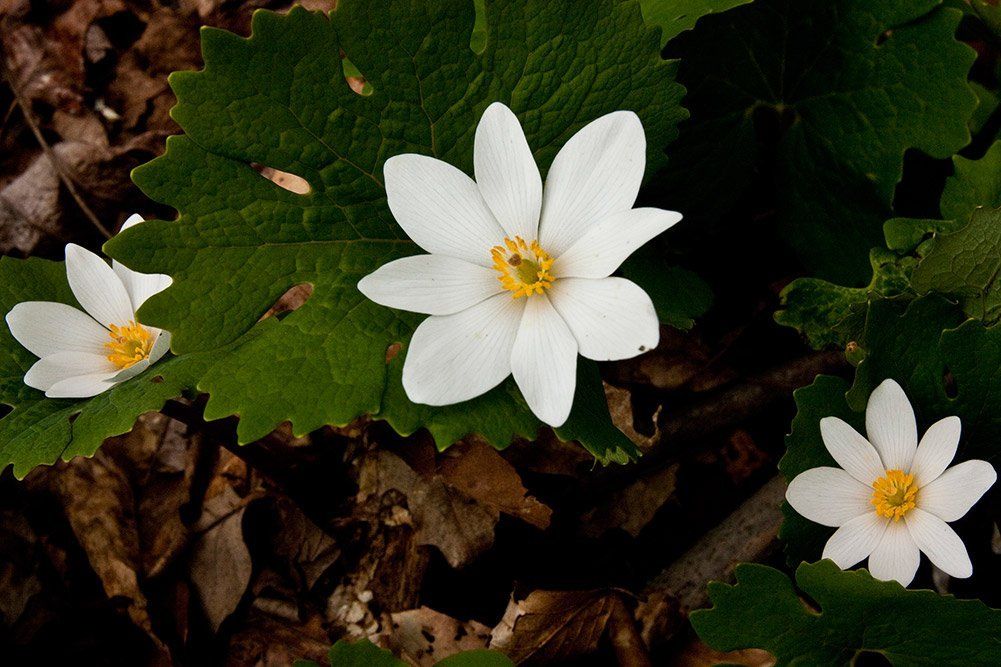 Bloodroot