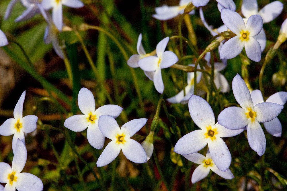 Bluets wildflowers