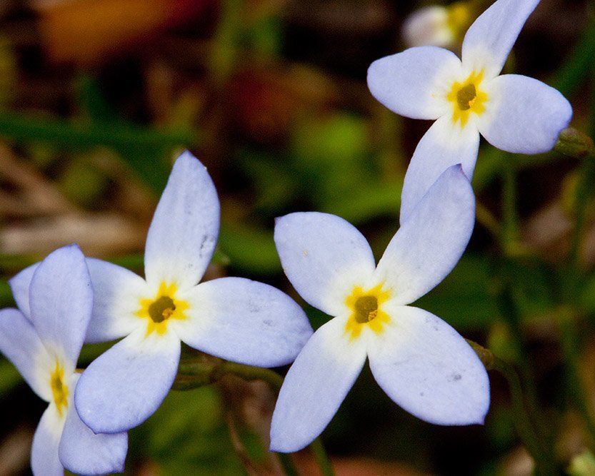 Bluets close wildflowers