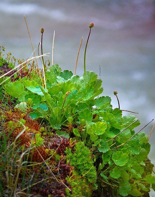 On the Edge of Red Rock