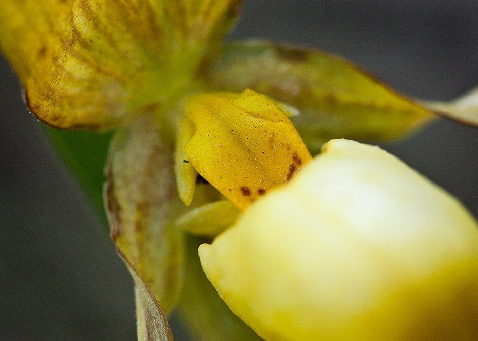Yellow Lady Slipper Close -Alberta Prairie Flower
