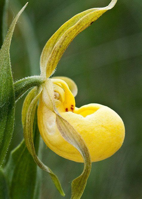 Yellow Lady Slipper Side -Alberta Prairie Flower