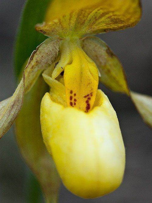 Yellow Lady Slipper Front -Alberta Prairie Flower