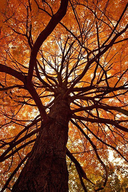Looking up, Thompson Park, East Liverpool OH