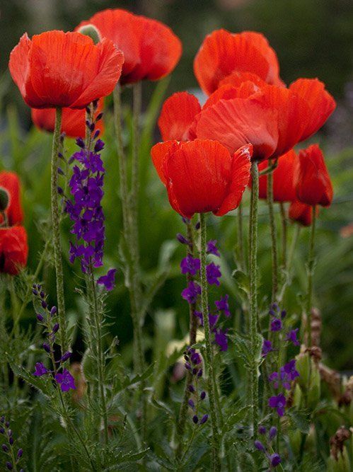 Garden Poppies