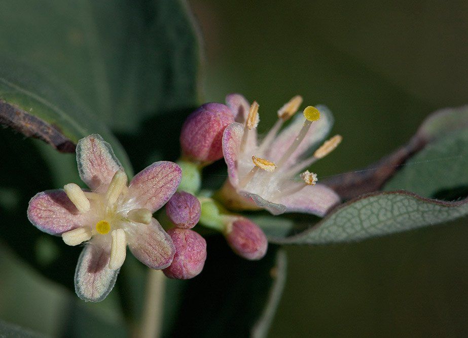 Alberta Prairie Flower
