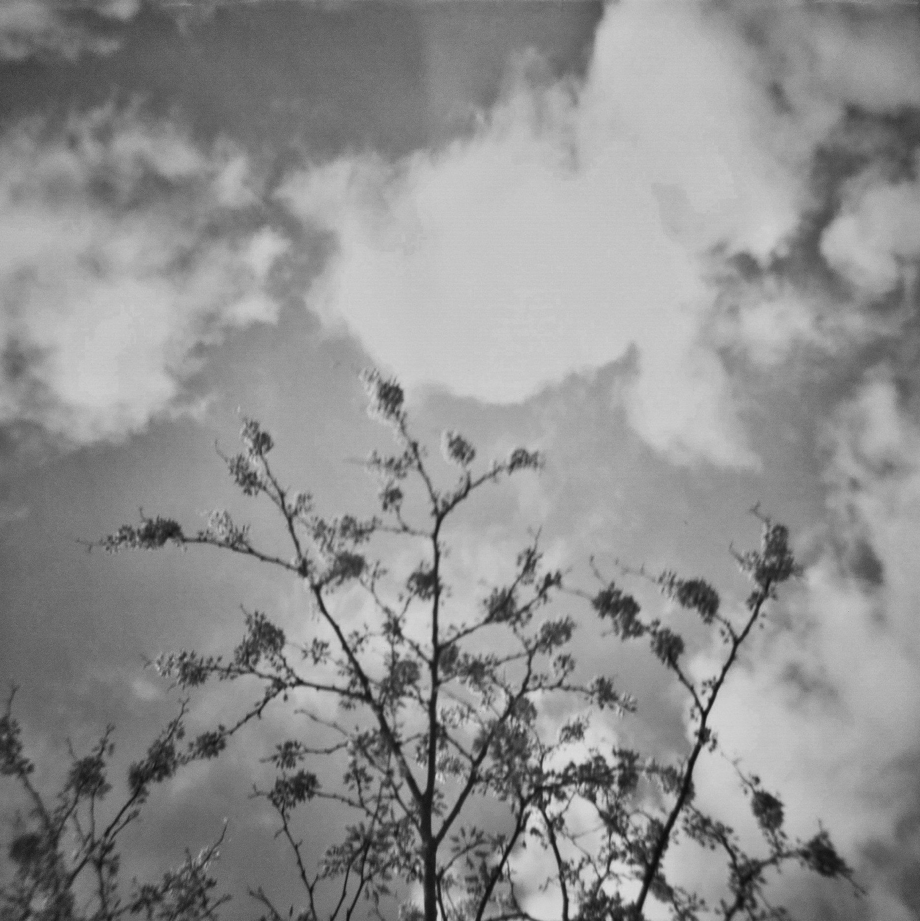 Red Bud Tree & Clouds