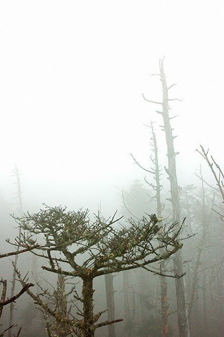 Pine tops, Smoky Mountains Clingman's Dome Overlook