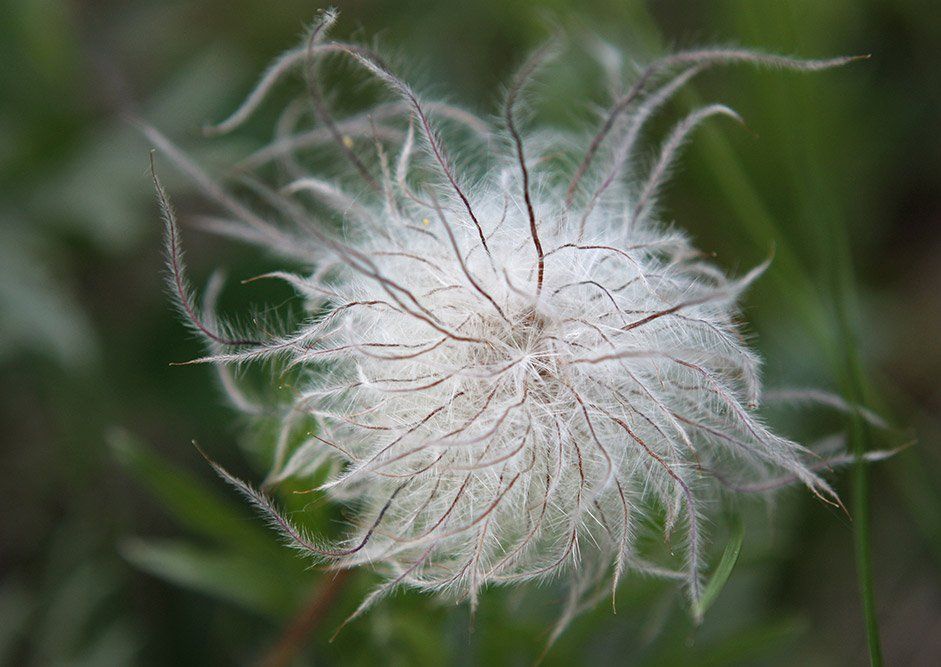 Horton Hears a Who Waterton Park Dryad