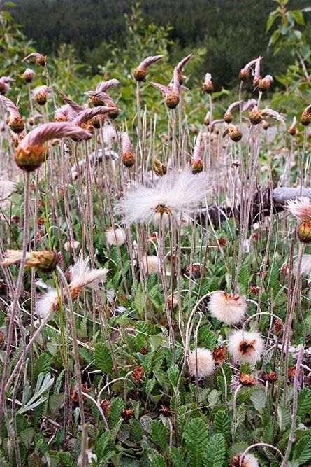 Dryad Patch -Waterton National Park Canada