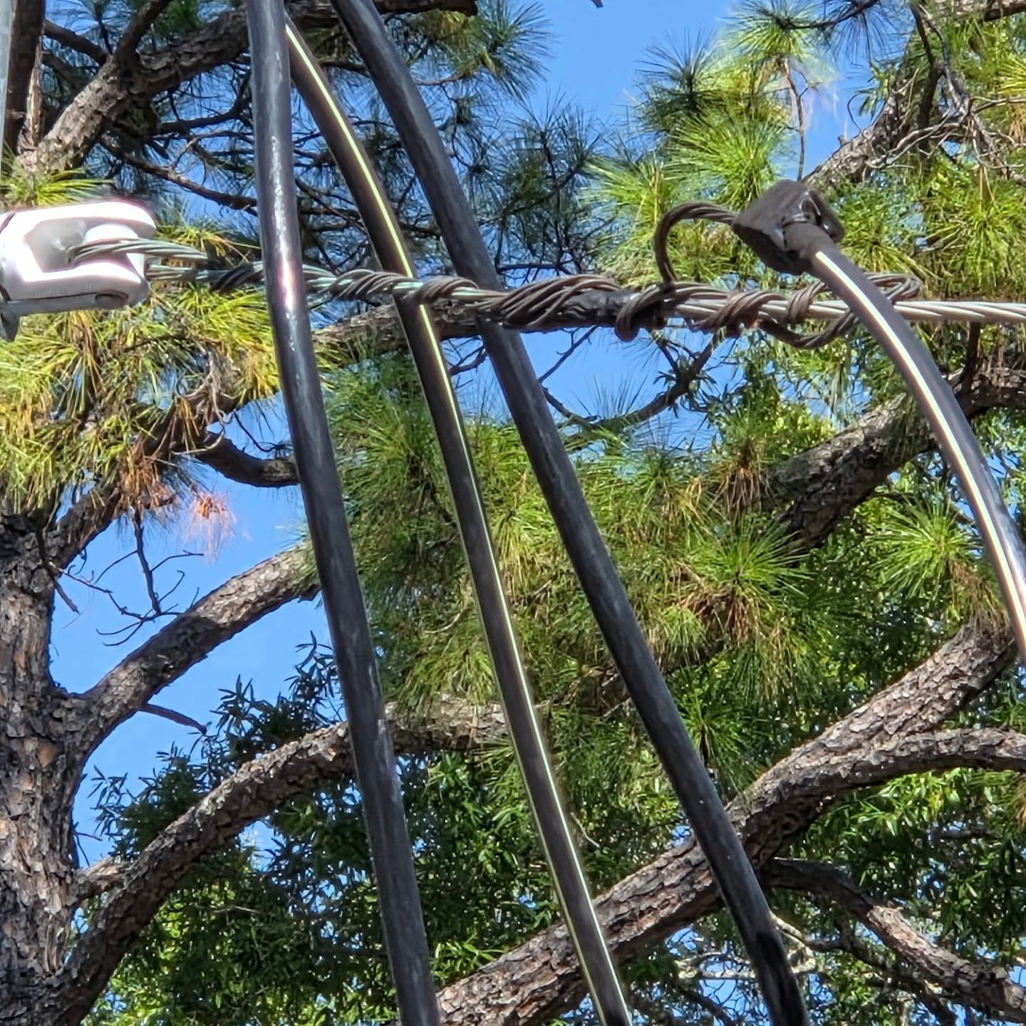 Black cables and metal hardware attached to a tree branch against a blue sky.