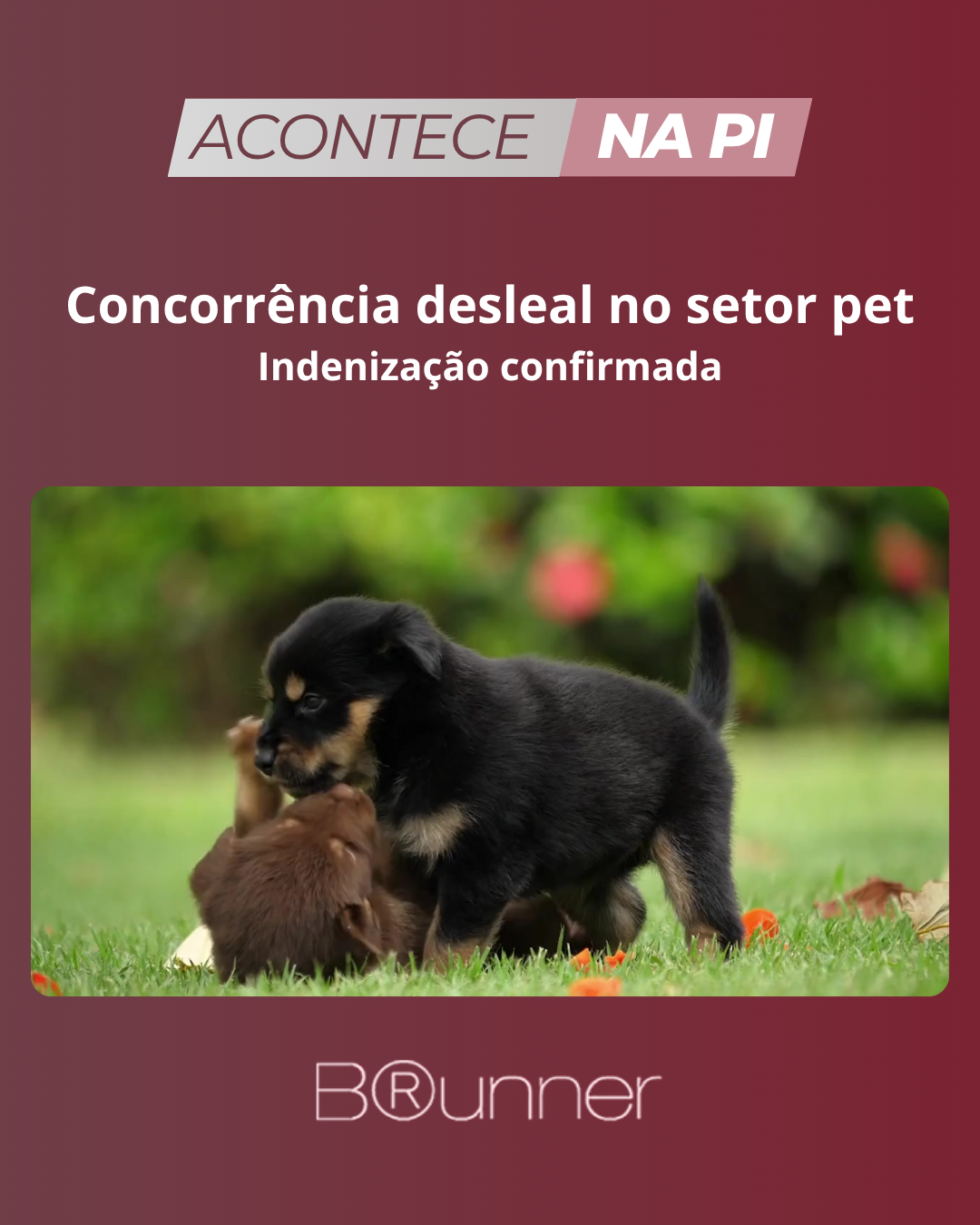 Concorrência desleal no setor pet: indenização confirmada