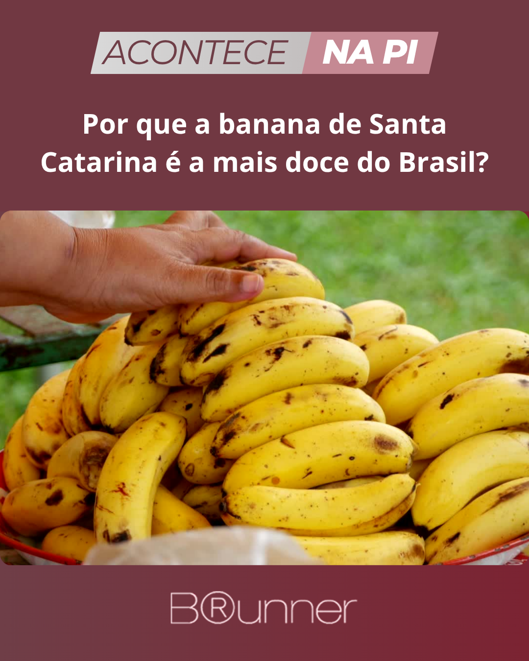 Por que a banana de Santa Catarina é a mais doce do Brasil?