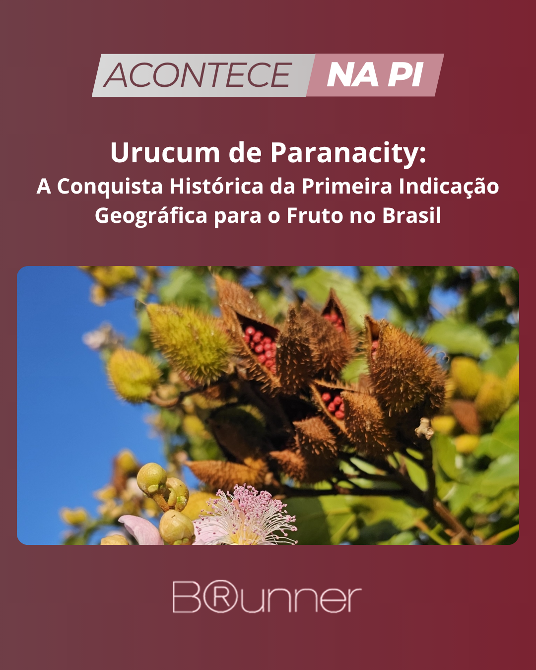 Urucum de Paranacity: A Conquista Histórica da Primeira Indicação Geográfica para o Fruto no Brasil