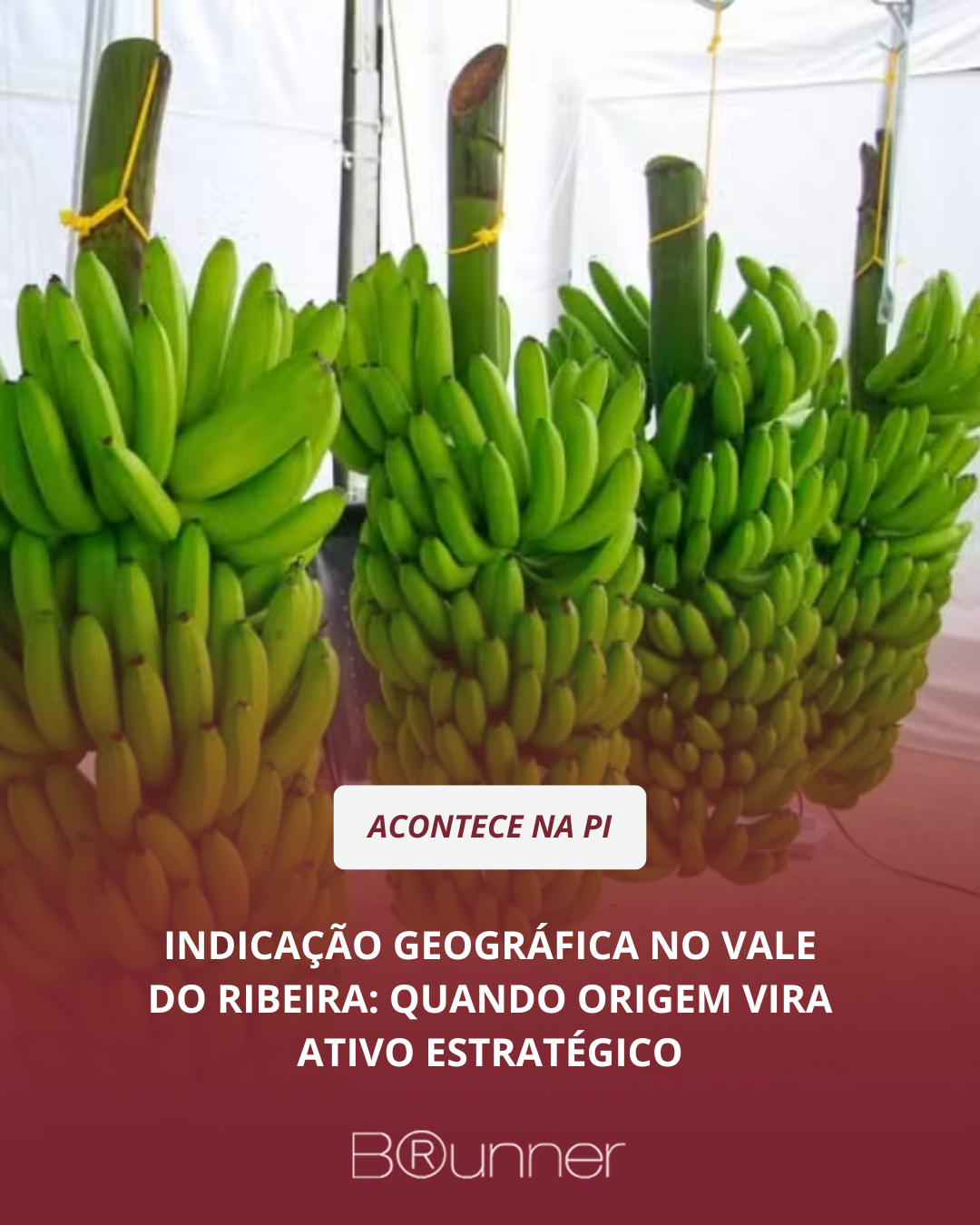 Indicação Geográfica no Vale do Ribeira: quando origem vira ativo estratégico