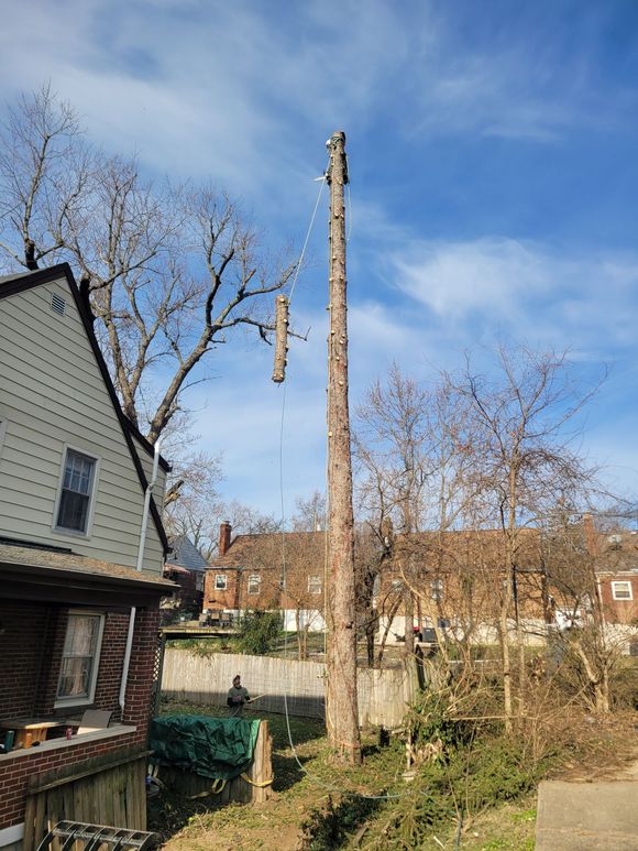 A large tree is being cut down in front of a house.