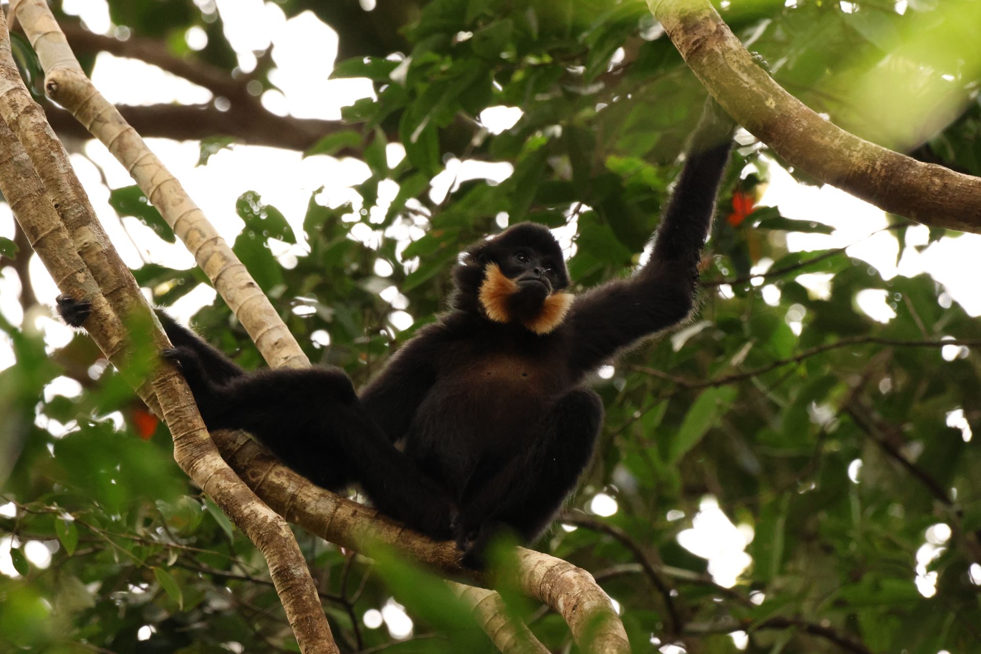 Conservation Research and Action at Jahoo