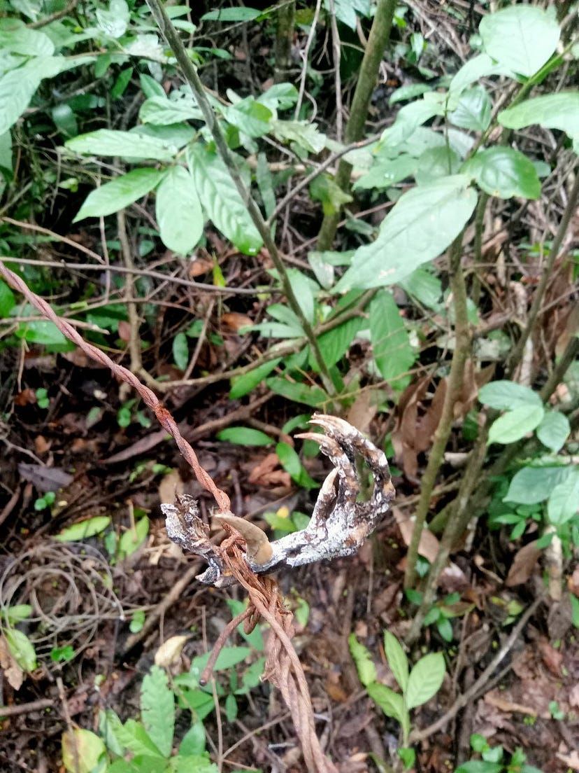 The claw of a red jungle fowl caught in a snare. The wild cousin of our domestic chicken and a high target of hunters.