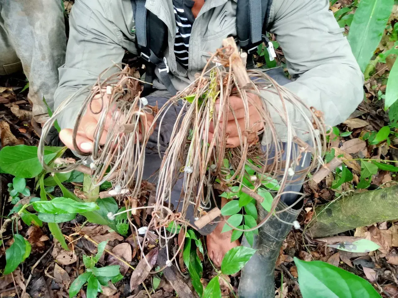 Community members displayed their catch of the day, removing 37 snares in one area. Motorbike brake cables are often the tools of the trade for many hunters.