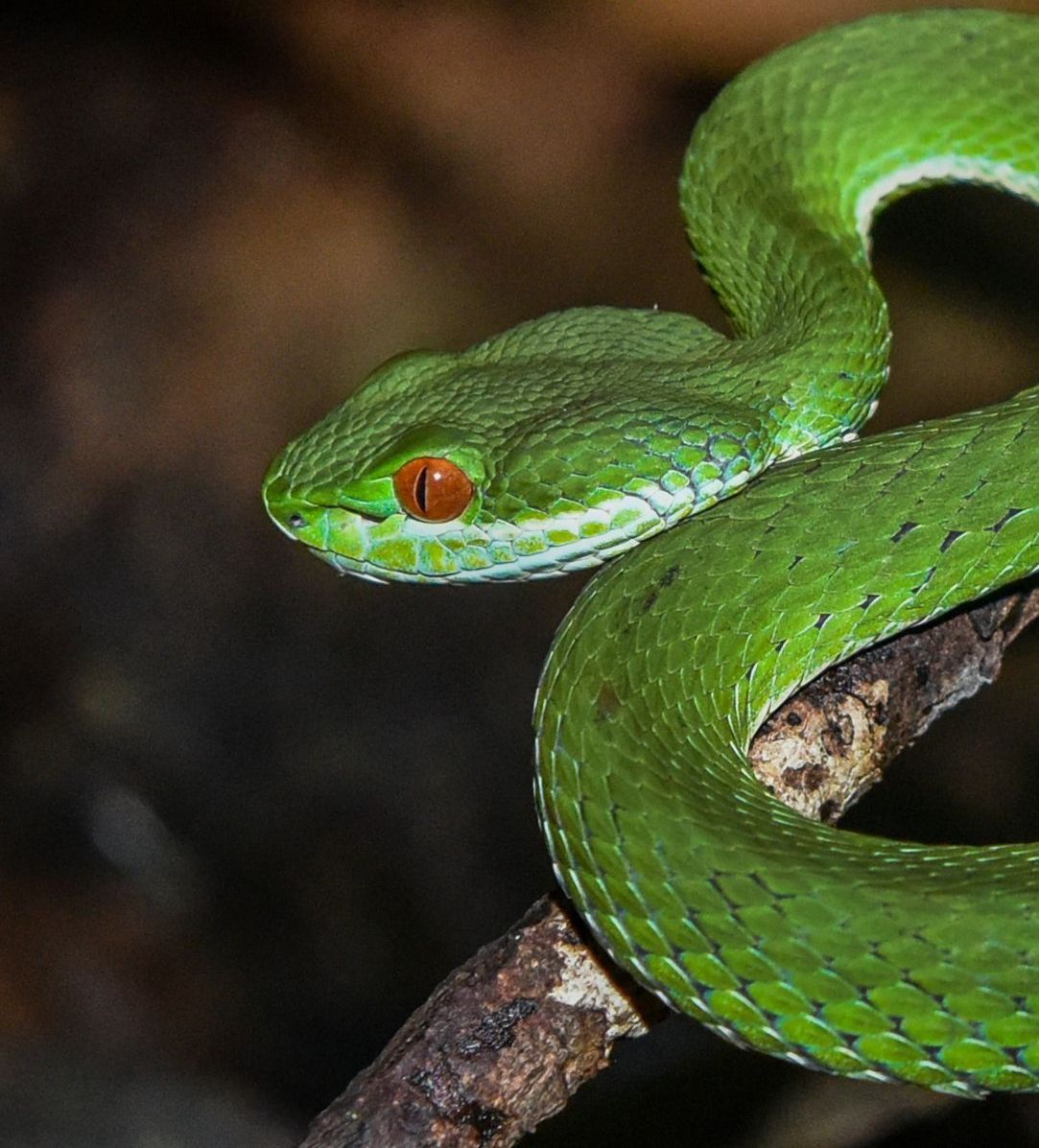 Ruby-eyed green pit viper at Jahoo