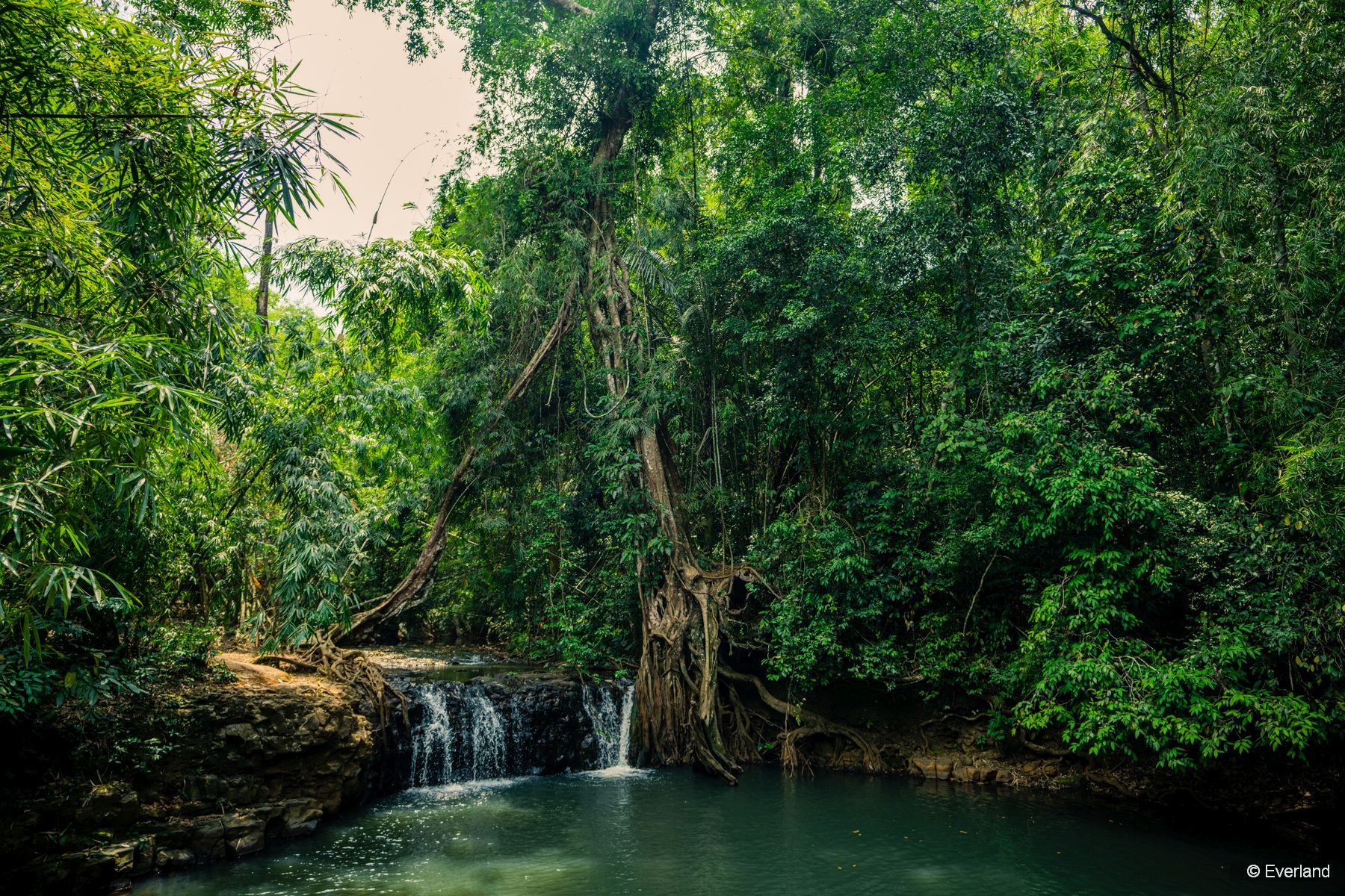 Lush semi-evergreen forest of KSWS