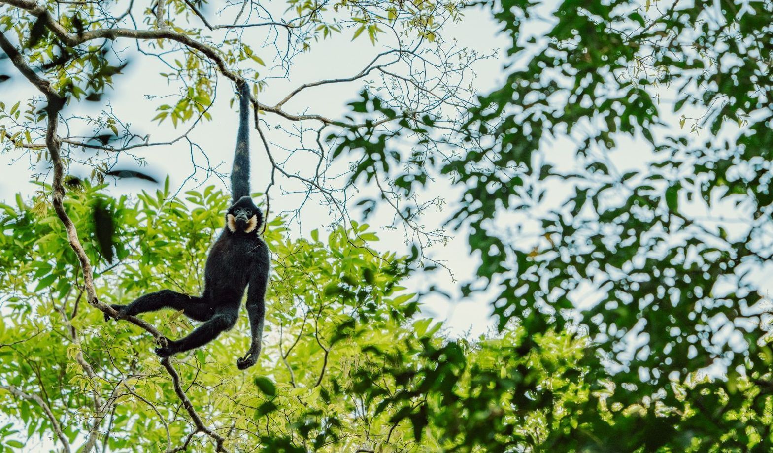 Male southern yellow-cheeked crested gibbon hanging from a branch at Jahoo