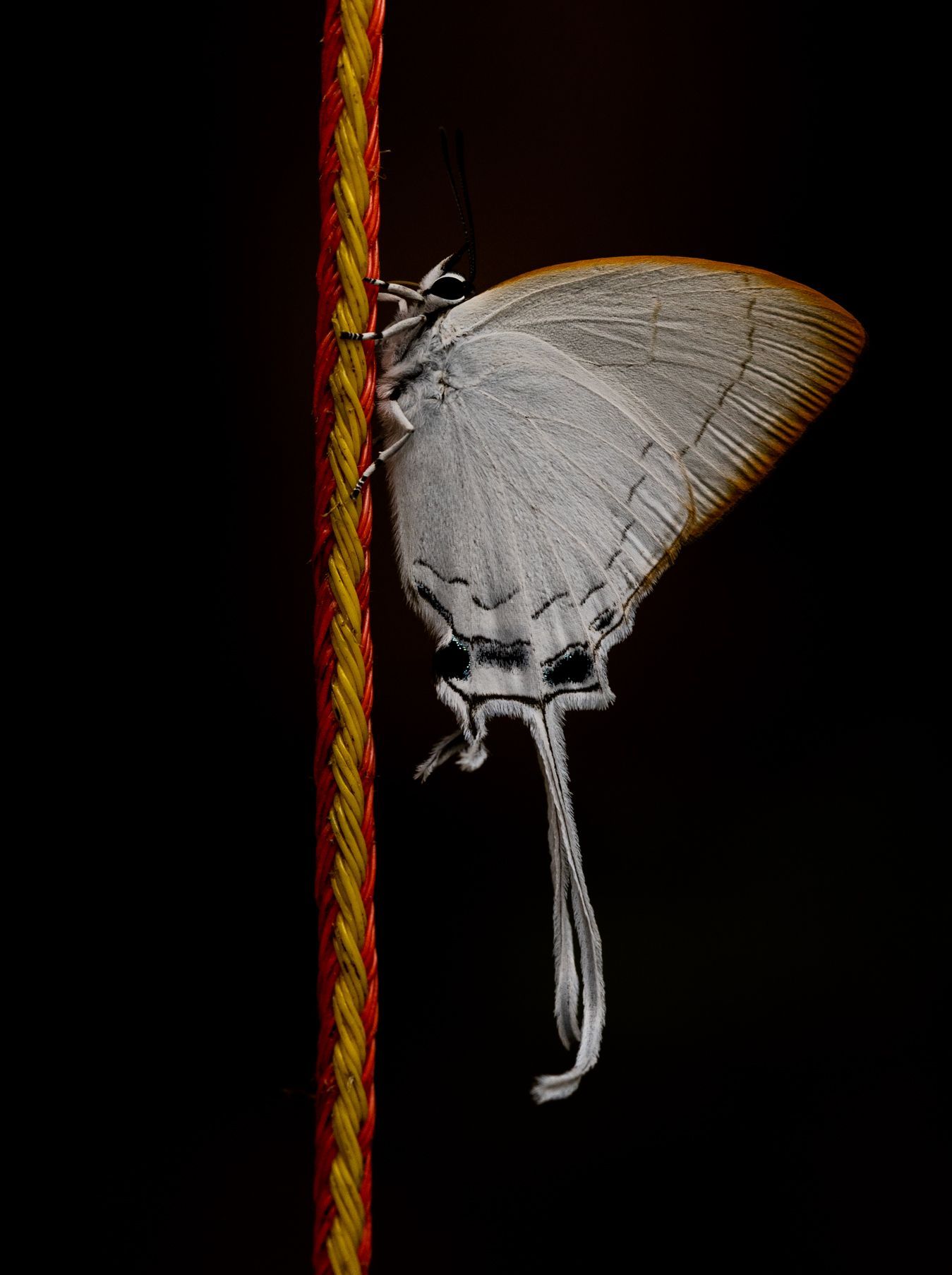 A butterfly resting on a string at Jahoo