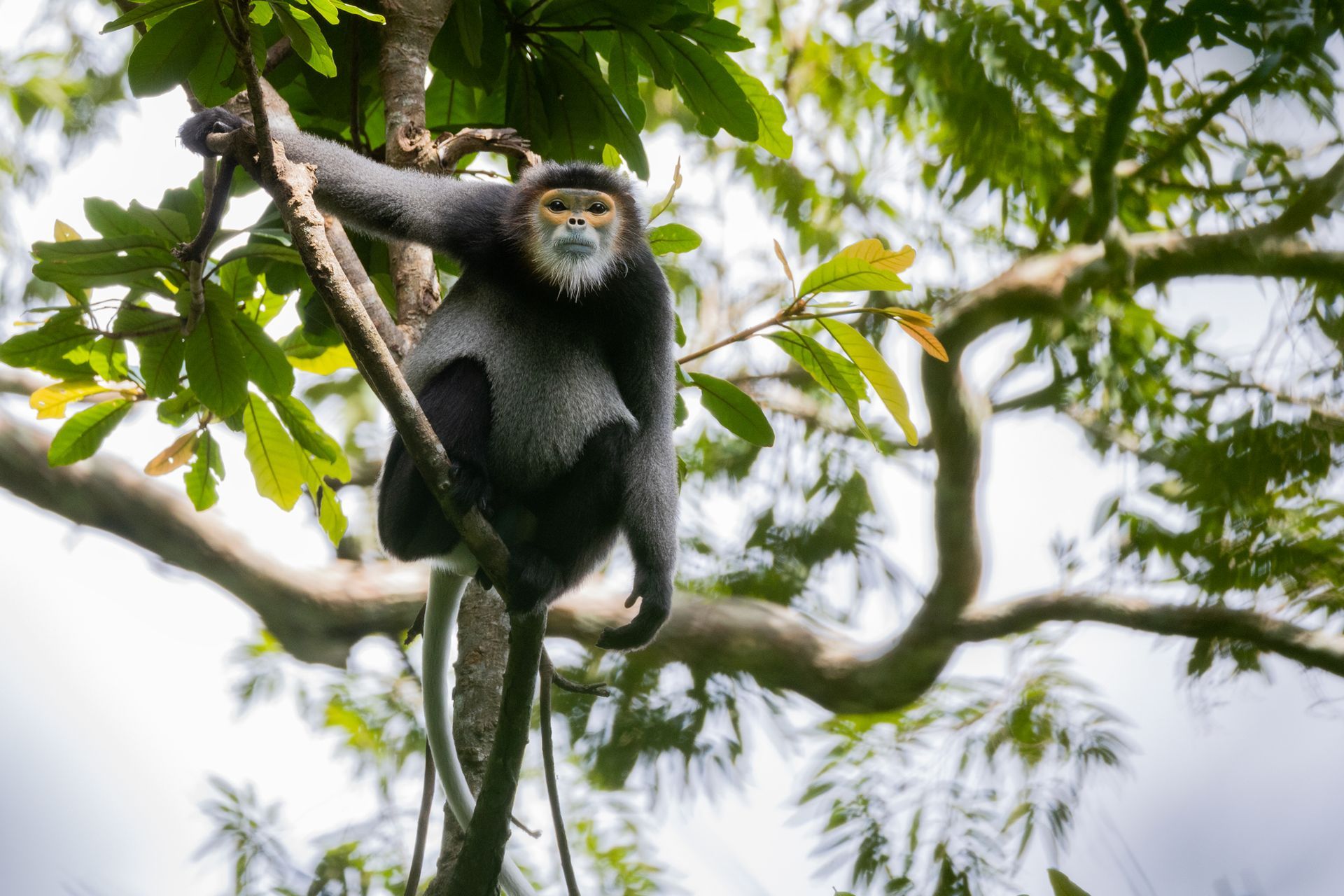 A black-shanked douc langur resting on a branch at Jahoo
